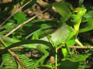 Foto van groen reptiel in het oerbos van Sri Lanka.