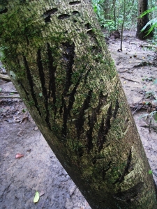 Foto van krabsporen van een poema op een boomstam.