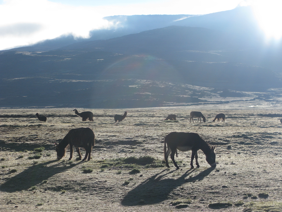 Foto van de Boliviaanse altiplano, vlak voor de honden kwamen.