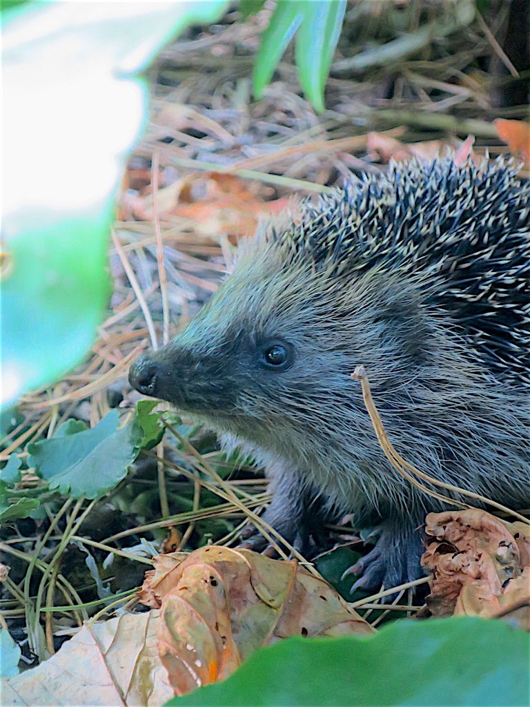 Foto van Keesje de Egel die soms mijn tuin bezoekt.